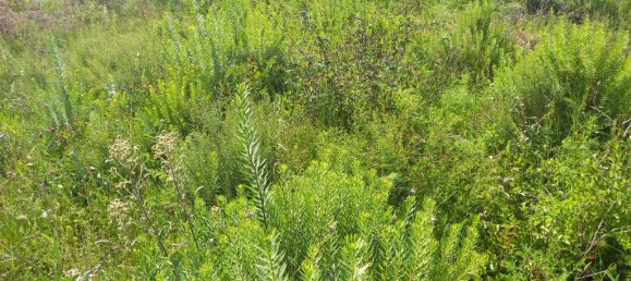 Земельный участок 806м² в Томар, Португалия № 79586 3