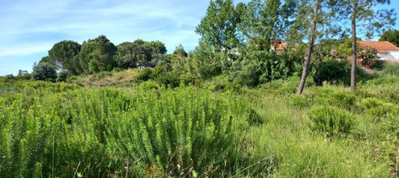 Земельный участок 806м² в Томар, Португалия № 79586 5