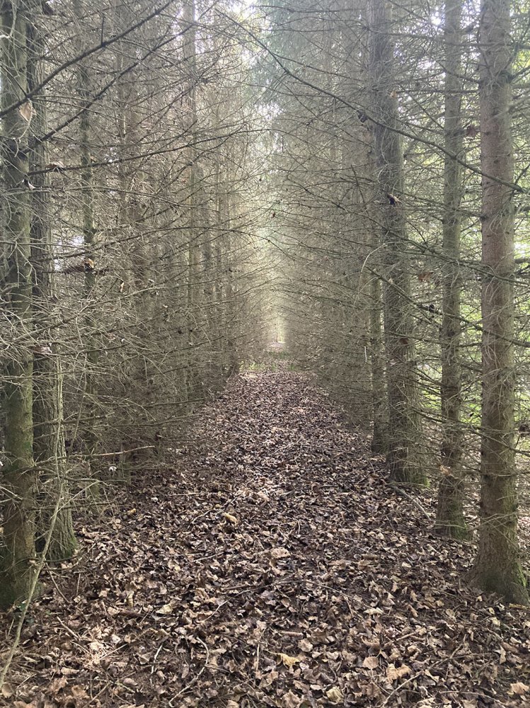 Terrain à Dammartin-sur-Meuse, France No. 254337