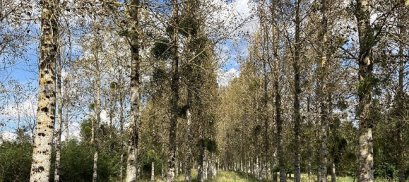 Terrain à Dammartin-sur-Meuse, France No. 254337 8