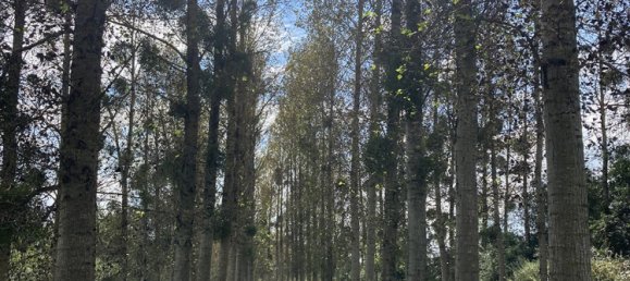 Terrain à Dammartin-sur-Meuse, France No. 254337 3