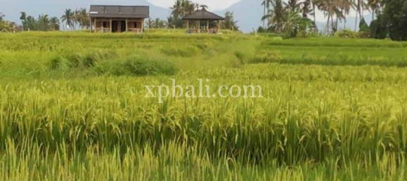 Terrain à Mengwi, Indonesia 1840m² No. 3808 3