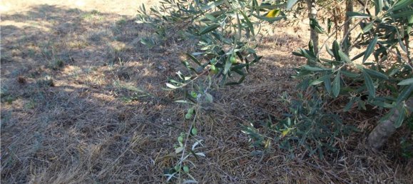 Grundstück in Covilha, Portugal 450m², Nr. 67209 16