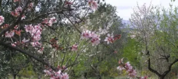 Land in Guadalest, Spain No. 108962 30