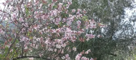 Land in Guadalest, Spain No. 108962 28