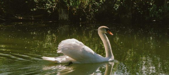 Grundstück in Seekirchen am Wallersee, Austria, Nr. 136081 2