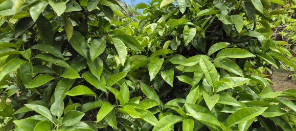 1 bedroom House in Estepona, Spain No. 134356 12