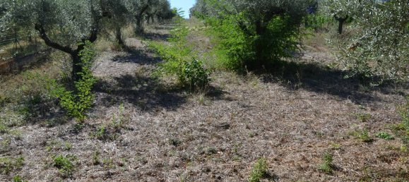 قطعة أرض في Montesilvano, Italy 1872متر مربع رقم 103512 14