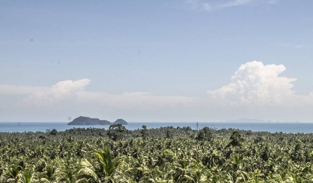 Земельный участок в Сураттхани, Таиланд № 59829