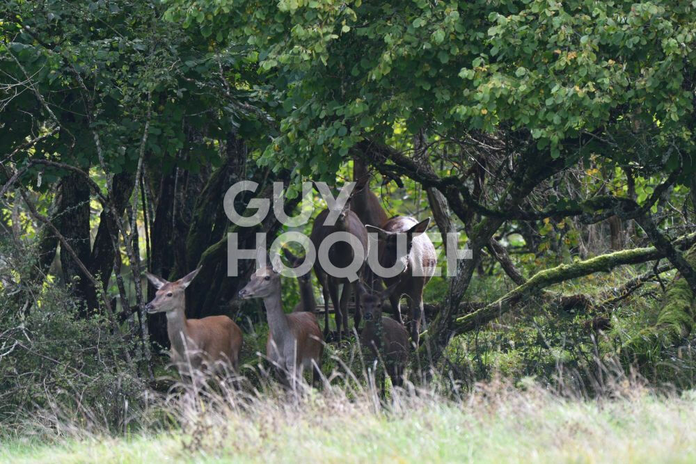 5 bedrooms Land in Lamotte-Beuvron, France No. 243558