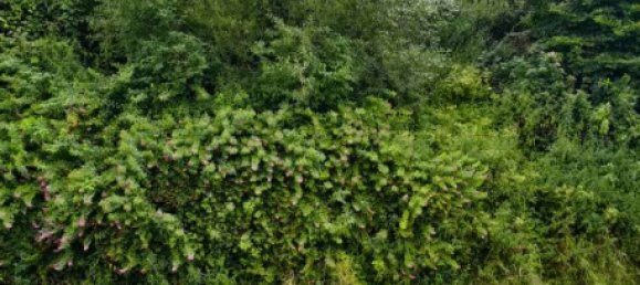 Adosado de 10 dormitorios en Schwarzwald-Baar-Kreis, Germany No. 235427 25