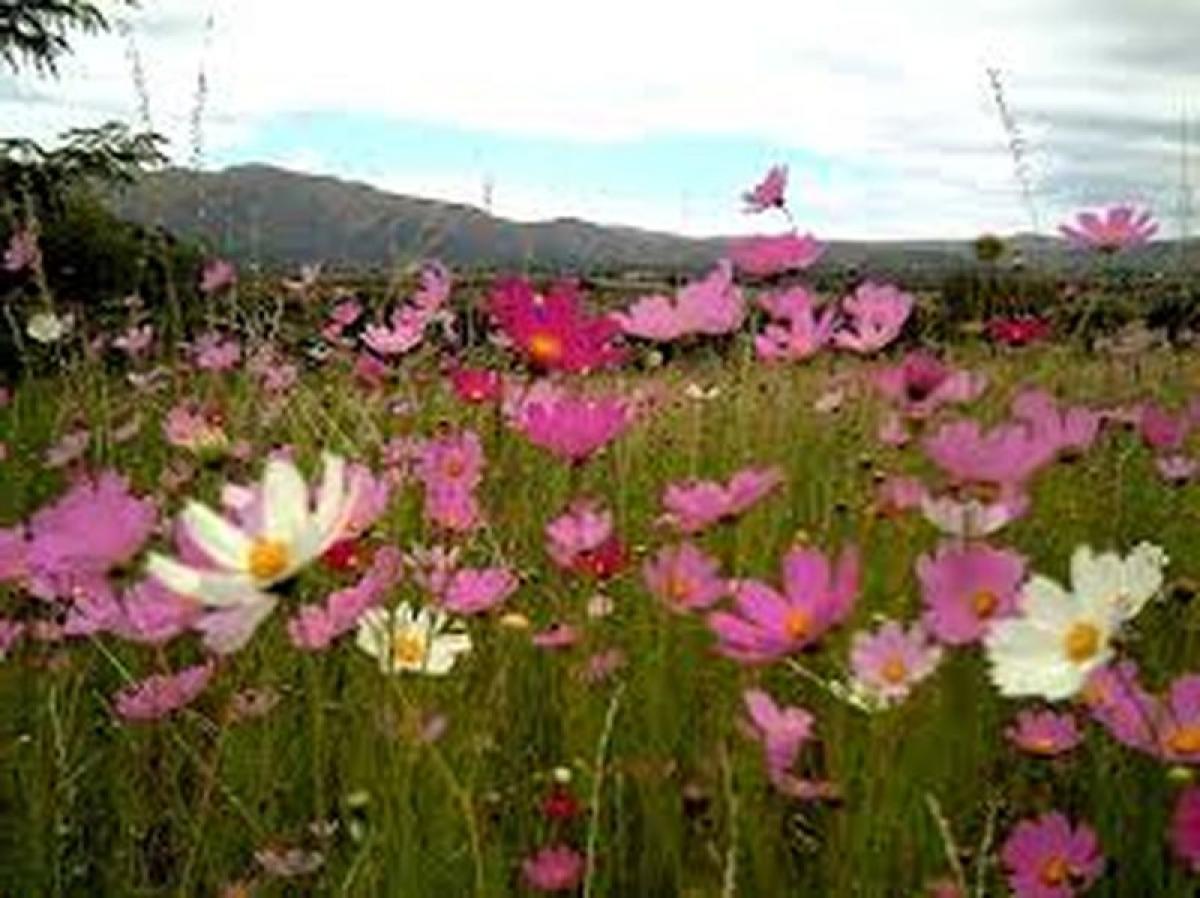  قطعة أرض في Cordoba, Argentina رقم 45249