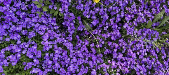 4-salle Maison à Ebreichsdorf, Austria No. 232597 15