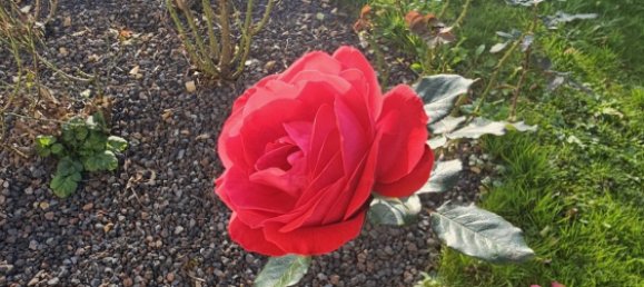 3 غرف نوم منزل في Epinal, France رقم 53115 26