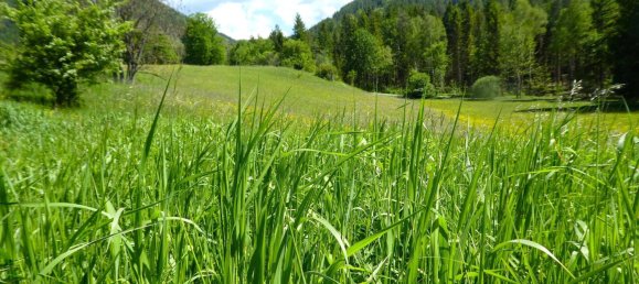 Grundstück in Rohr im Gebirge, Austria 15304m², Nr. 165947 13