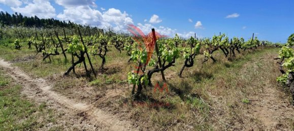 Grundstück in Moita dos Ferreiros, Portugal 3960m², Nr. 78239 4