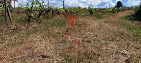 Grundstück in Moita dos Ferreiros, Portugal 3960m², Nr. 78239 11