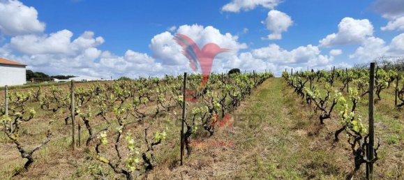 Grundstück in Moita dos Ferreiros, Portugal 3960m², Nr. 78239 10