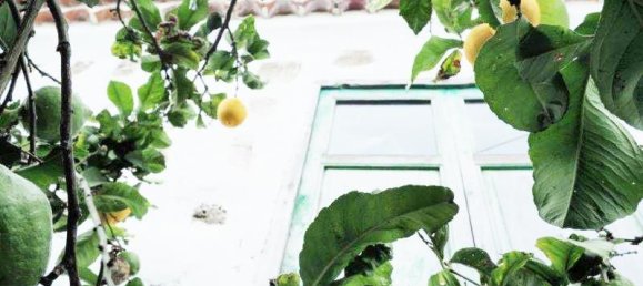 Grundstück in Icod de los Vinos, Spain, Nr. 89440 13