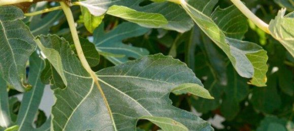 5 rooms House in Kukmirn, Austria No. 209675 18