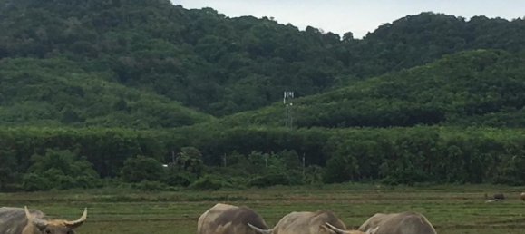 83200m² Commercial property in Phang Nga, Thailand No. 12471 4