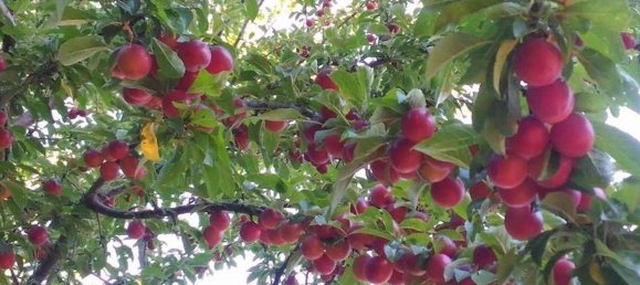 10غرفة منزل في Maltignano, Italy رقم 175327 18