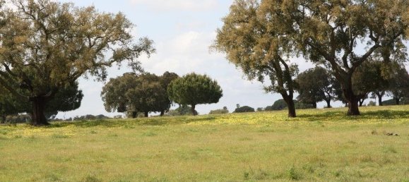 Grundstück in Palmela, Portugal 76138m², Nr. 268003 24