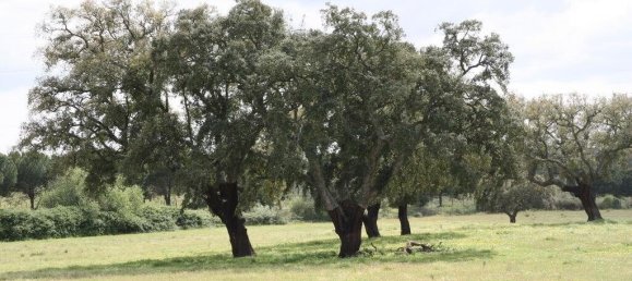 Grundstück in Palmela, Portugal 76138m², Nr. 268003 19