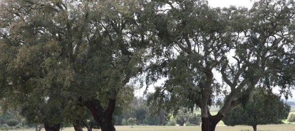 Grundstück in Palmela, Portugal 76138m², Nr. 268003 21