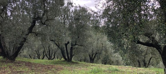 Grundstück in Paliano, Italy 11200m², Nr. 116510 2