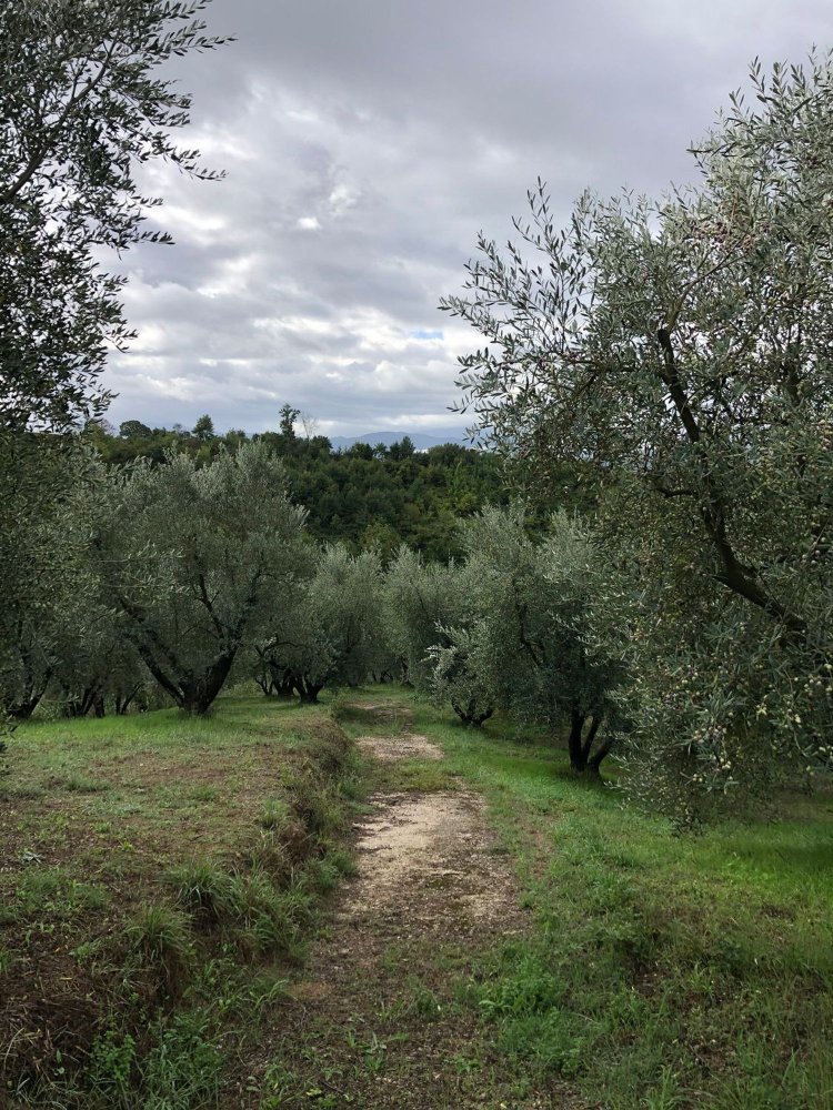 Grundstück in Paliano, Italy 11200m², Nr. 116510