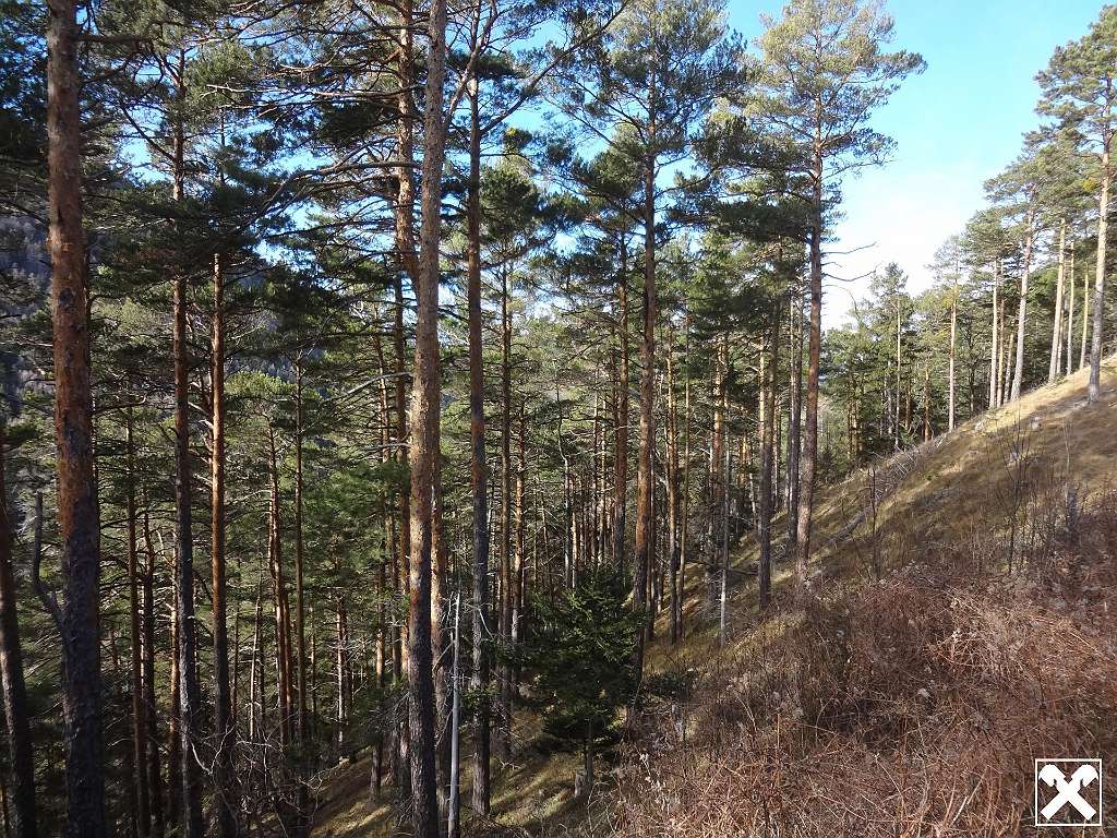  Commercial property in Raach am Hochgebirge, Austria No. 111420