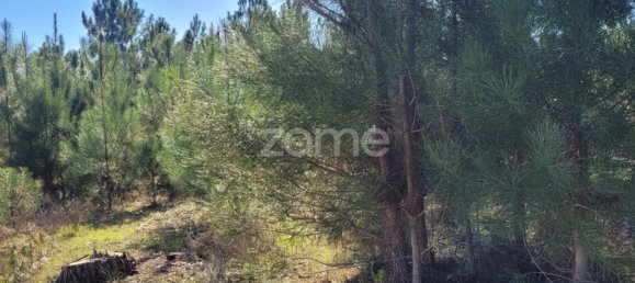 Grundstück in Coruche, Portugal 4000m², Nr. 84173 5