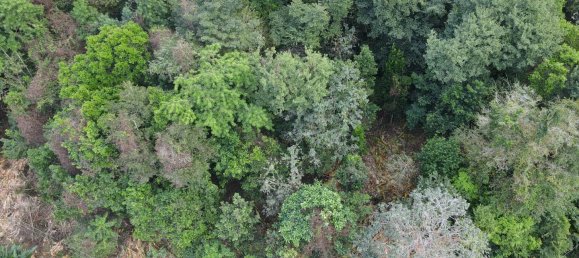 2591m² Hotel in Loubiere, Dominica No. 7 3