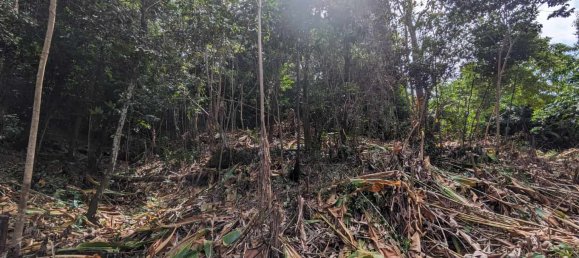 2591m² Hotel in Loubiere, Dominica No. 7 12