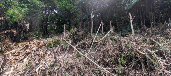 2591m² Hotel in Loubiere, Dominica No. 7 5