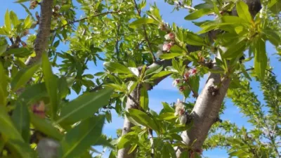 Grundstück in Mula, Spain 146000m², Nr. 240090