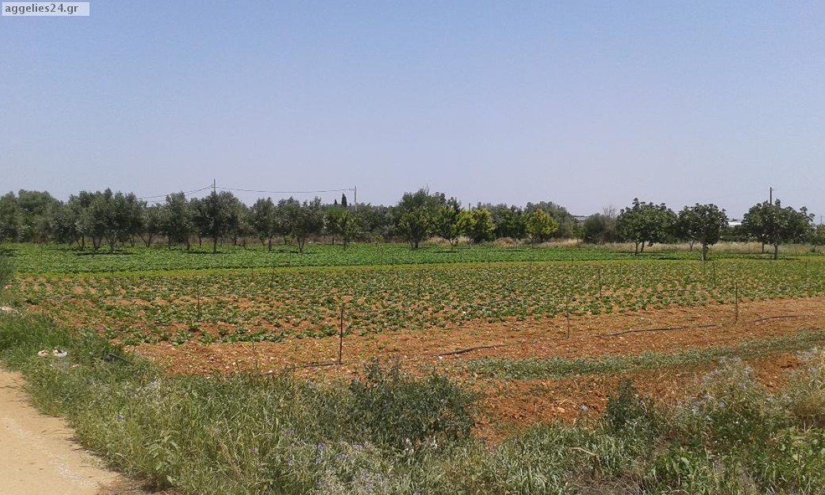  فندق في Koropi, Greece 6500متر مربع رقم 5892