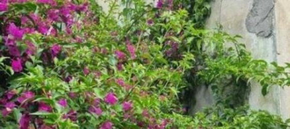 7 rooms House in Massa, Italy No. 108397 8